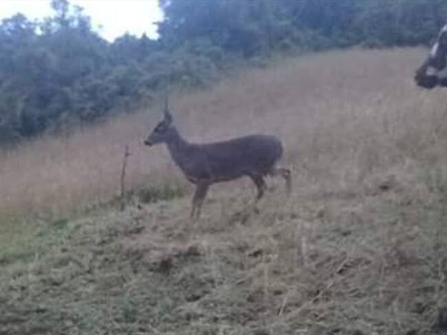 Además de recorrer las fincas de lechería, los venados cruzaron por la escuela. Foto: Jorge Herrera