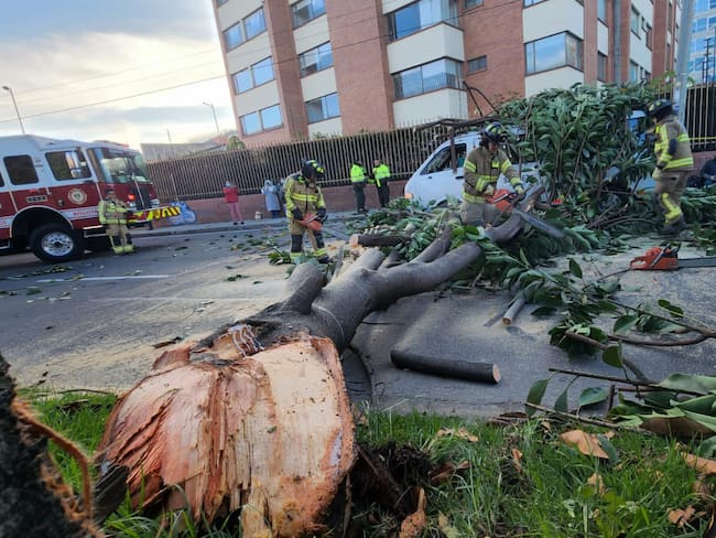 Lluvias en Bogotá: así puede reportar árboles caídos o en peligro