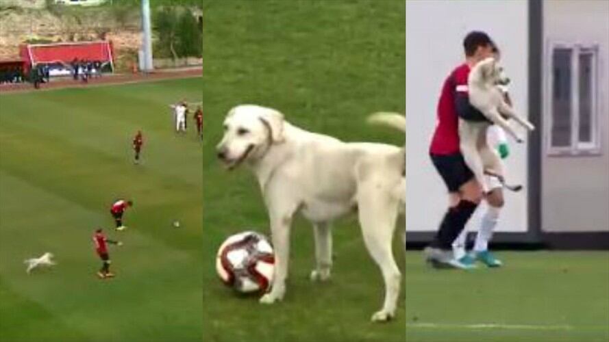 ¿Partidito o miedo? Perro entró a la cancha y se robó el balón. Foto: Captura de pantalla