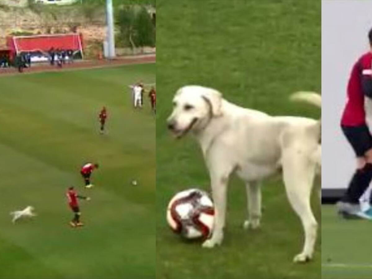 ¿Partidito o miedo? Perro entró a la cancha y se robó el balón