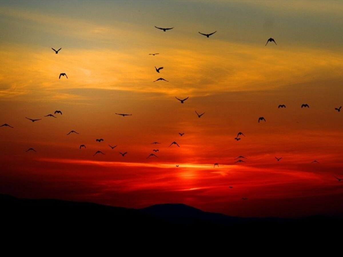 El proyecto del Instituto Humboldt para registrar paisajes sonoros durante el aislamiento