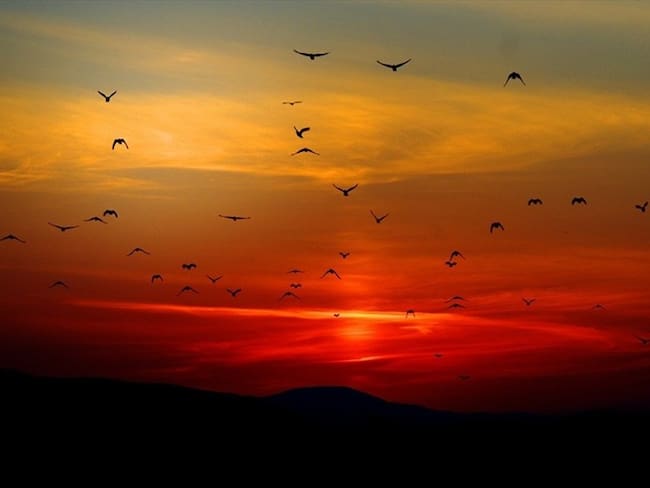 El proyecto del Instituto Humboldt para registrar paisajes sonoros durante el aislamiento