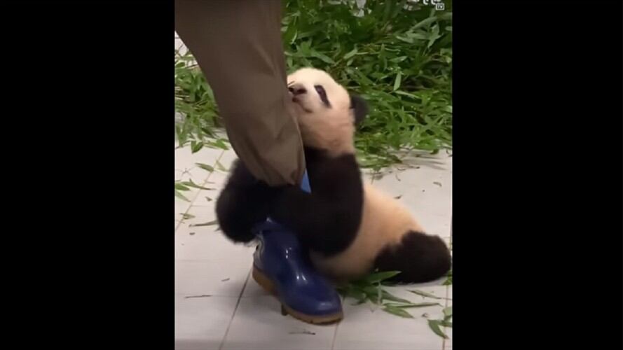 La pequeña panda Fu Bao, cuyo nombre significa "tesoro que trae felicidad", nació el año pasado.. Foto: Pantallazo video