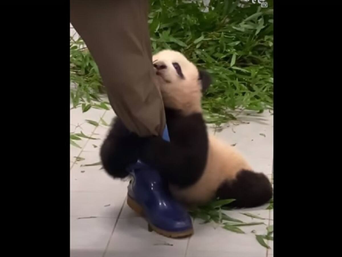 Video de una bebé panda aferrándose a su cuidador enternece las redes sociales