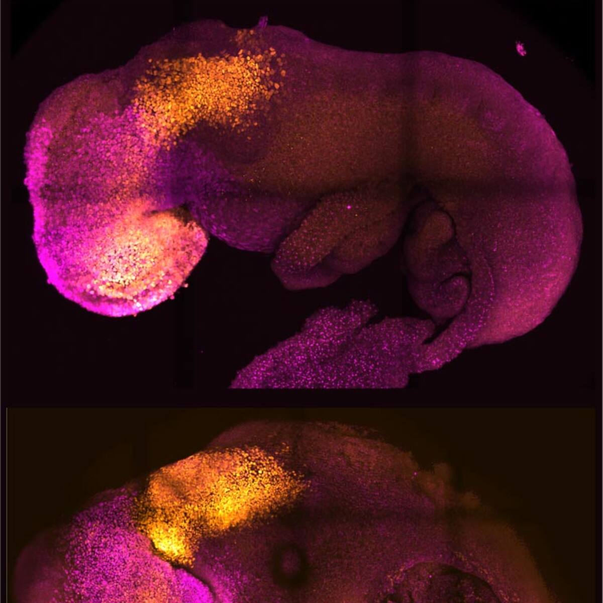 Científicos cultivan embrión con corazón y cerebro sin usar óvulo ni esperma