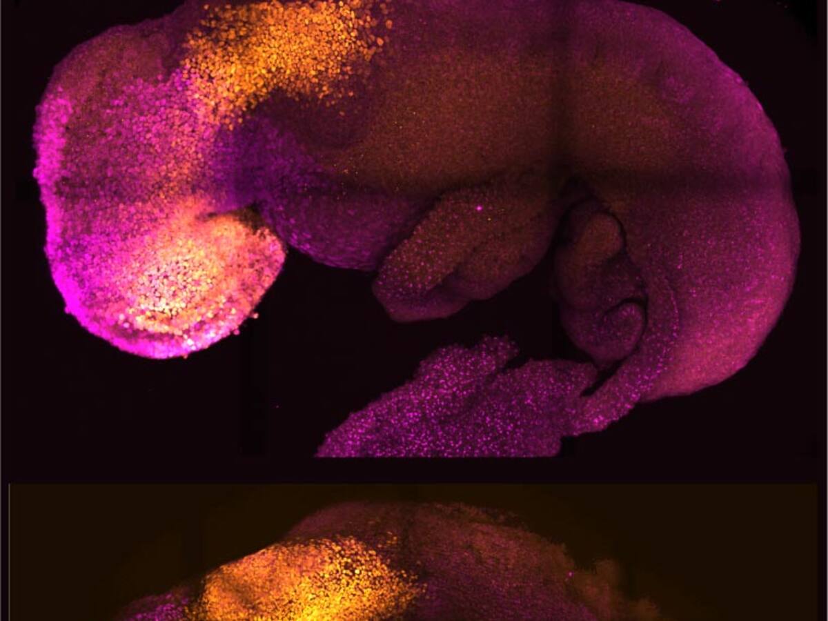 Científicos cultivan embrión con corazón y cerebro sin usar óvulo ni esperma