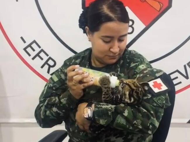 Ejército Nacional rescató tigrillo, cuya madre fue cazada en Vichada