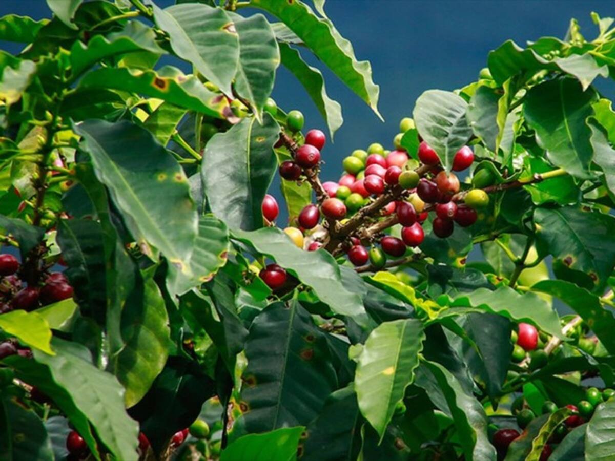 Según la Federación Nacional de Cafeteros, producción del grano creció en junio