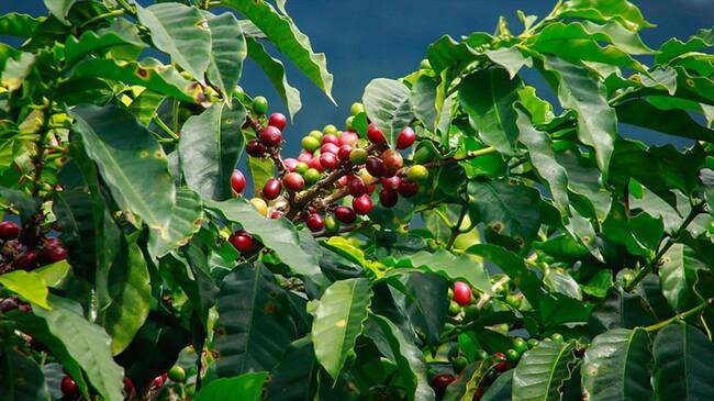 Según la Federación Nacional de Cafeteros, producción del grano creció en junio. Foto: Colprensa