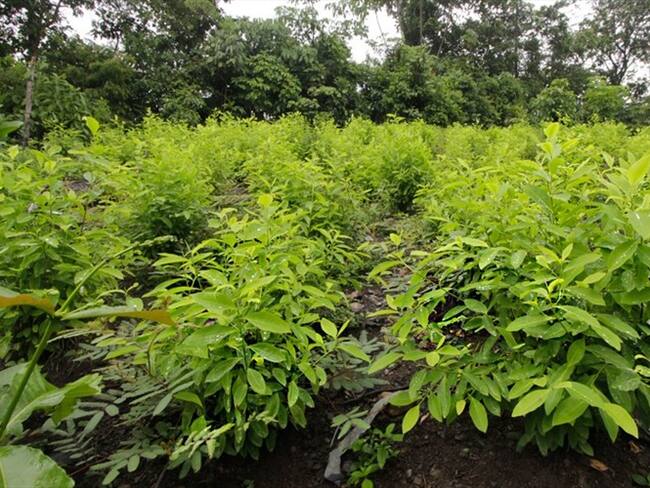 Cultivos ilícitos en el Catatumbo. Foto: Colprensa