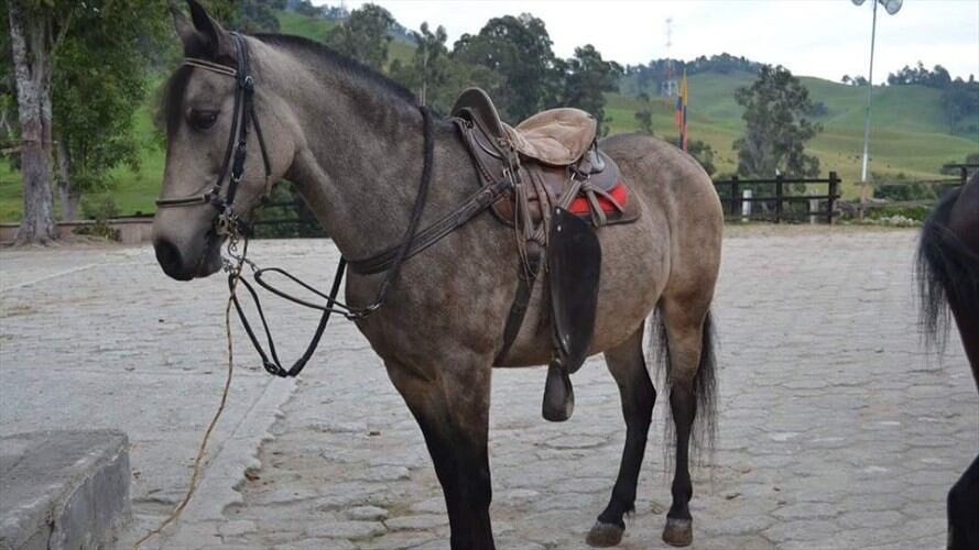 El ICA busca controlar la epidemia de influenza equina en el departamento de Caldas. Foto: Adrián Rodríguez (W Radio)