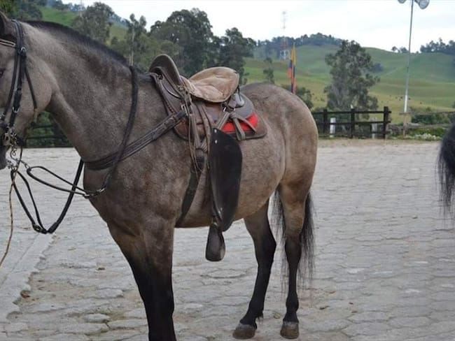 El ICA busca controlar la epidemia de influenza equina en el departamento de Caldas. Foto: Adrián Rodríguez (W Radio)