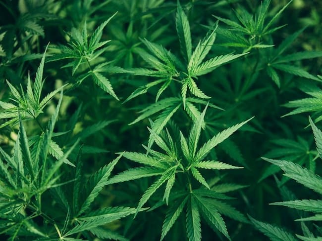 "Colombia debe beneficiarse de la industria del cannabis": Fernando Reyes Kuri