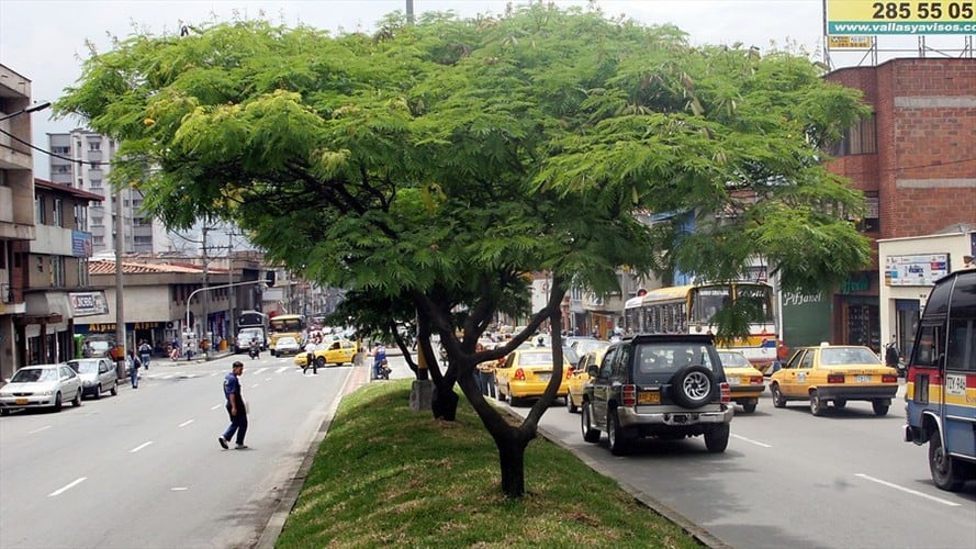 Distrito puso cemento en las bases de los árboles del parque Japón. Foto: Colprensa