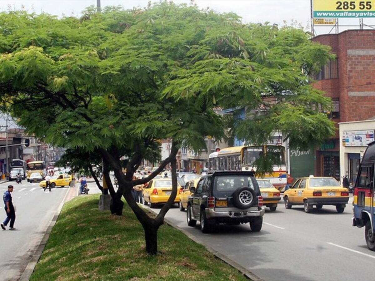 Distrito puso cemento en las bases de los árboles del parque Japón