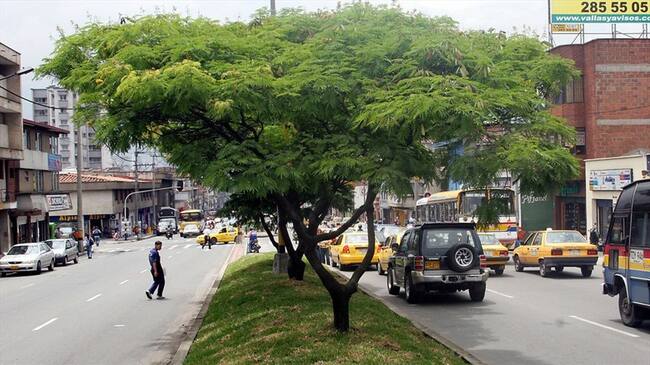 Distrito puso cemento en las bases de los árboles del parque Japón. Foto: Colprensa