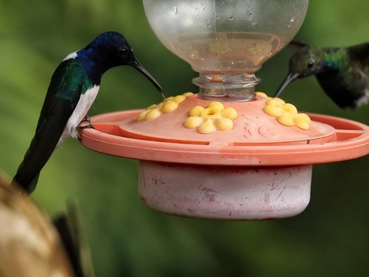 Expediciones Bio renovará la historia de la avifauna colombiana
