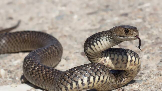 Las autoridades ofrecieron disculpas por utilizar una serpiente viva para aterrorizar a un hombre de la región que estaban interrogando.. Foto: Getty Images