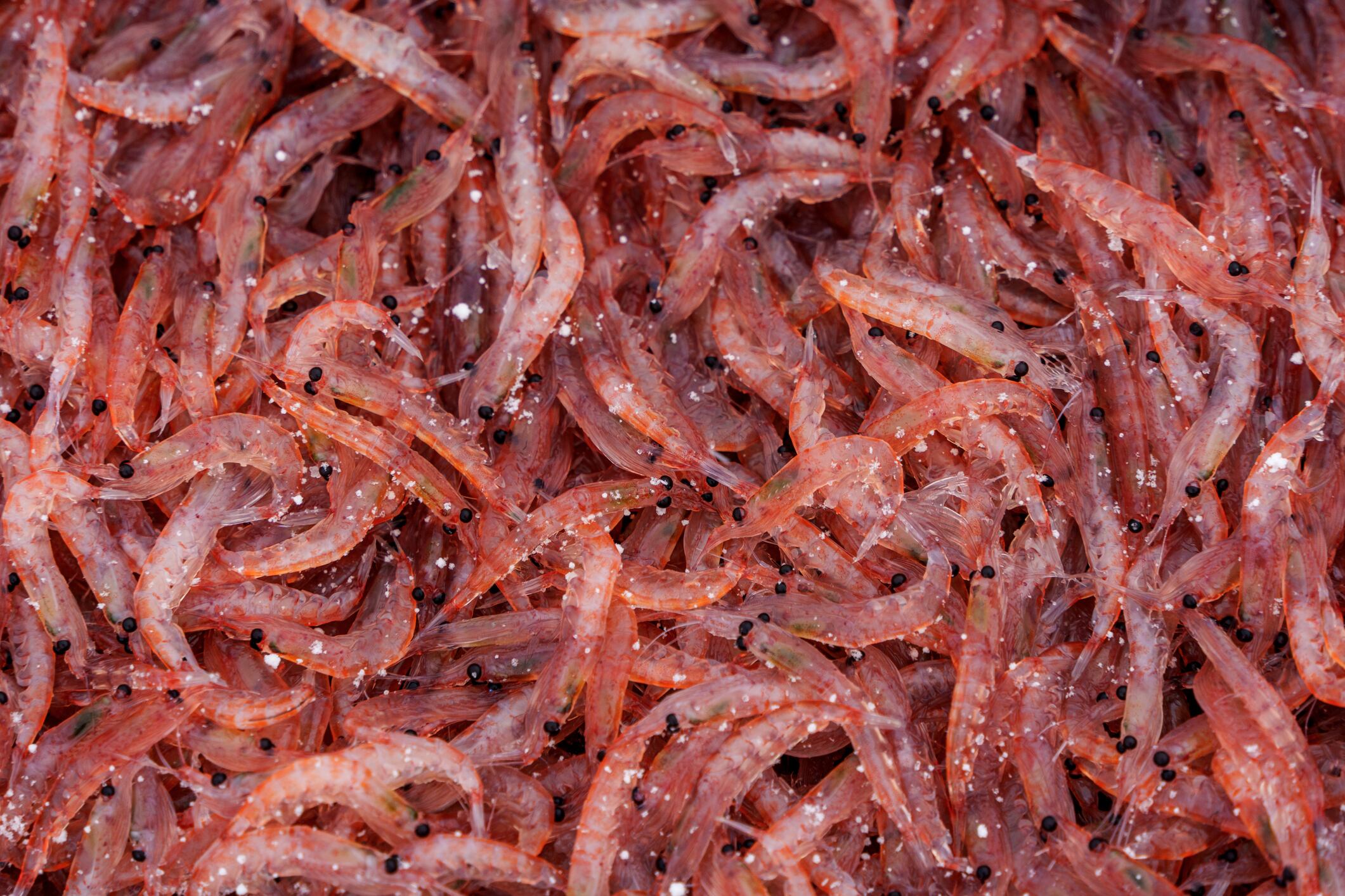 Krill (Euphausiacea superba). Foto: Getty Images.