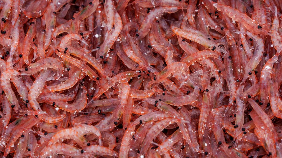 Ni de tierra ni de aire: el animal que más existe en el mundo es de mar y está en todos los océanos