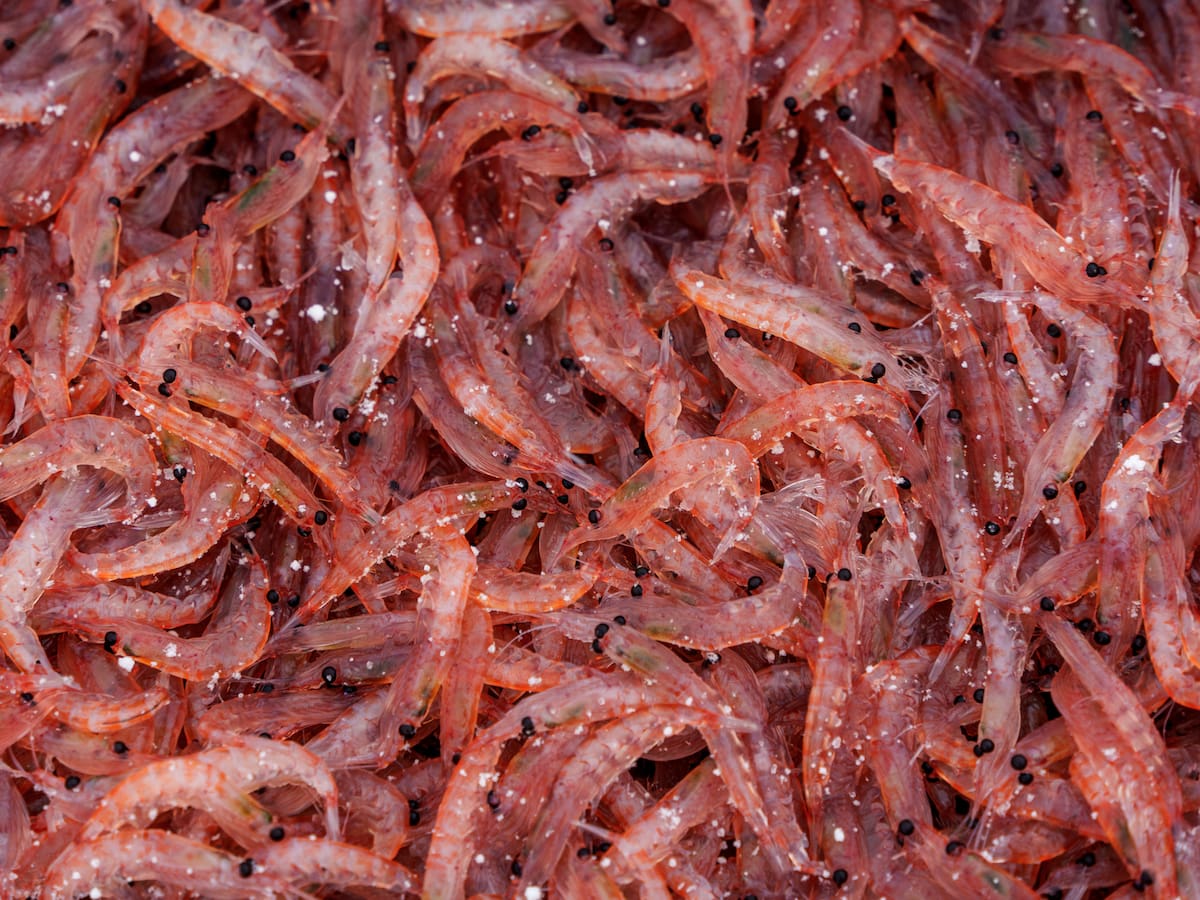 Ni de tierra ni de aire: el animal que más existe en el mundo es de mar y está en todos los océanos