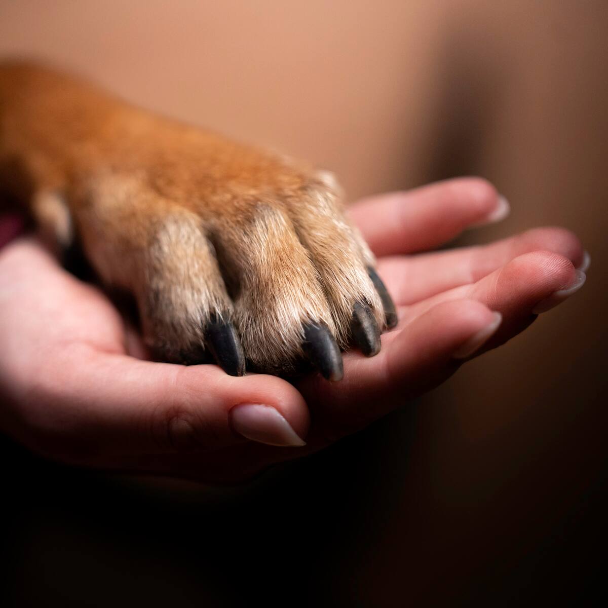 Hallaron a perro enterrado vivo en Floridablanca: ladridos alertaron a la comunidad