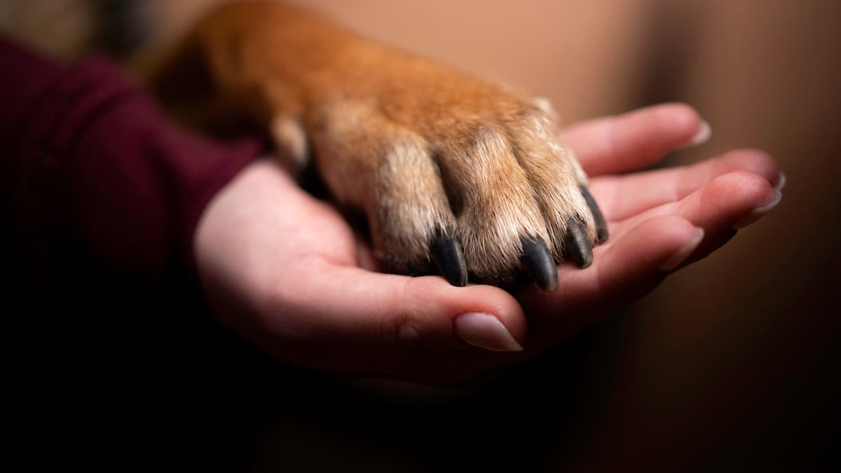 Hallaron a perro enterrado vivo en Floridablanca: ladridos alertaron a la comunidad