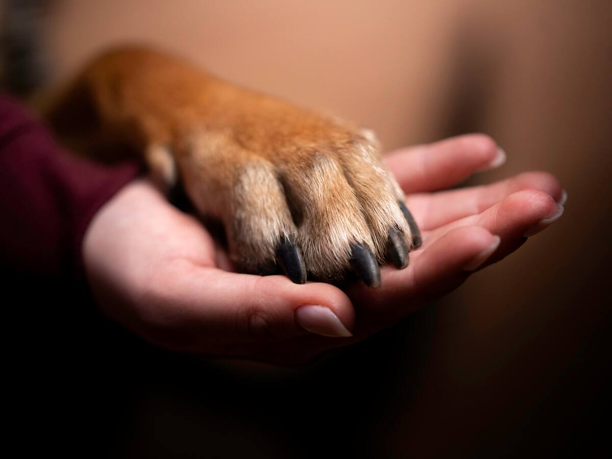 Clínicas y guarderías veterinarias en Suba: dirección y horarios