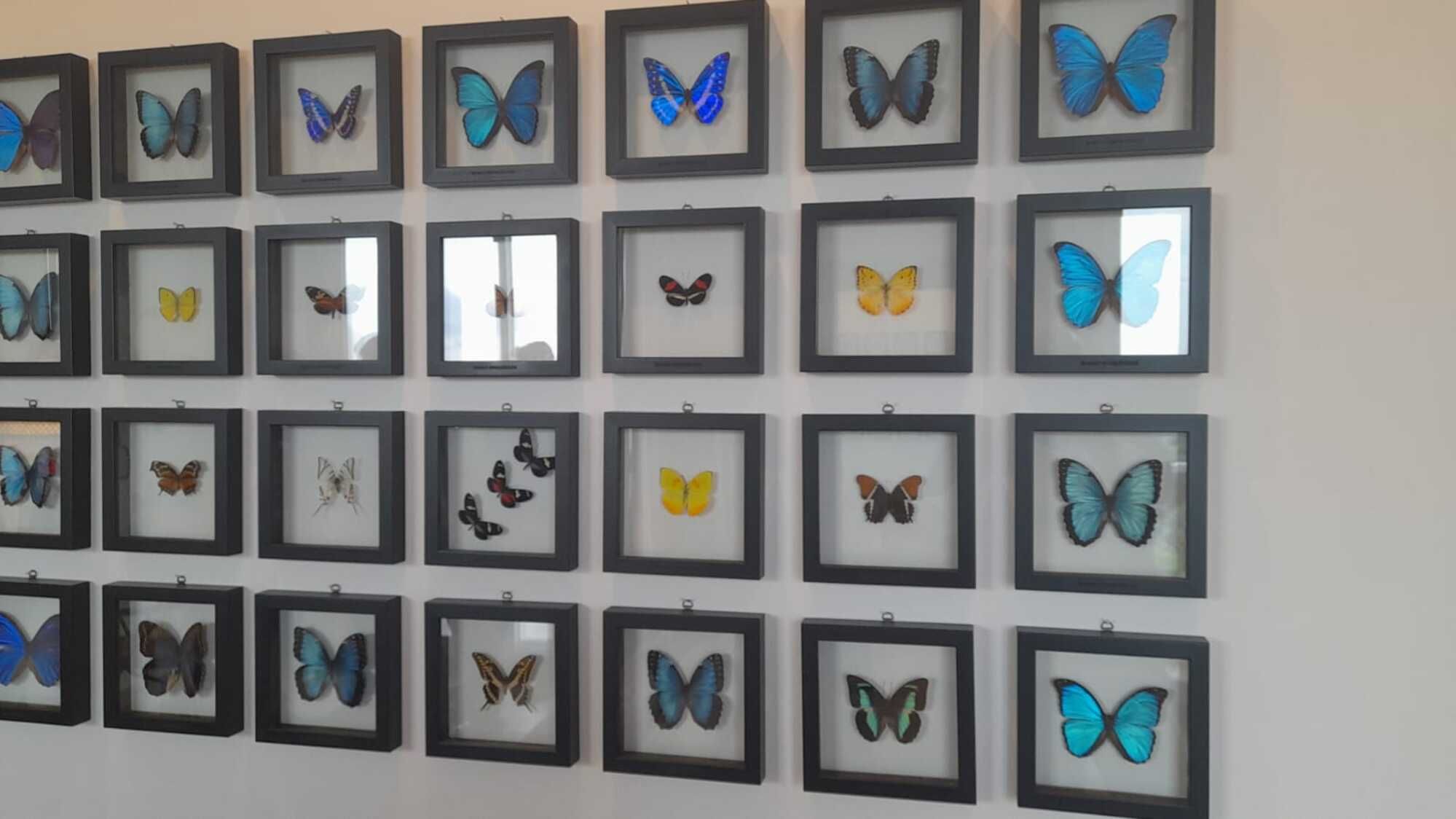 Esta colaboración rinde tributo a las más de 30 especies de mariposas endémicas de la Sierra Nevada / Gissell Campo