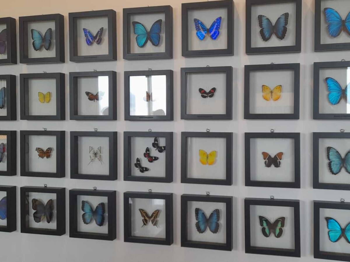Santa Marta tendrá la ‘Ruta de la mariposa’