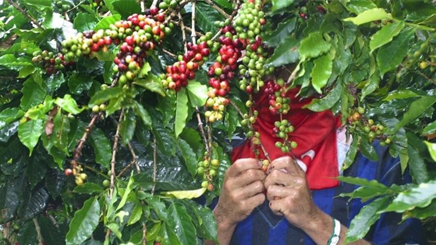 Los principales mercados del café boyacense son: Estados Unidos en donde se recibe el 60%, un 30% para Japón.. Foto: Colprensa