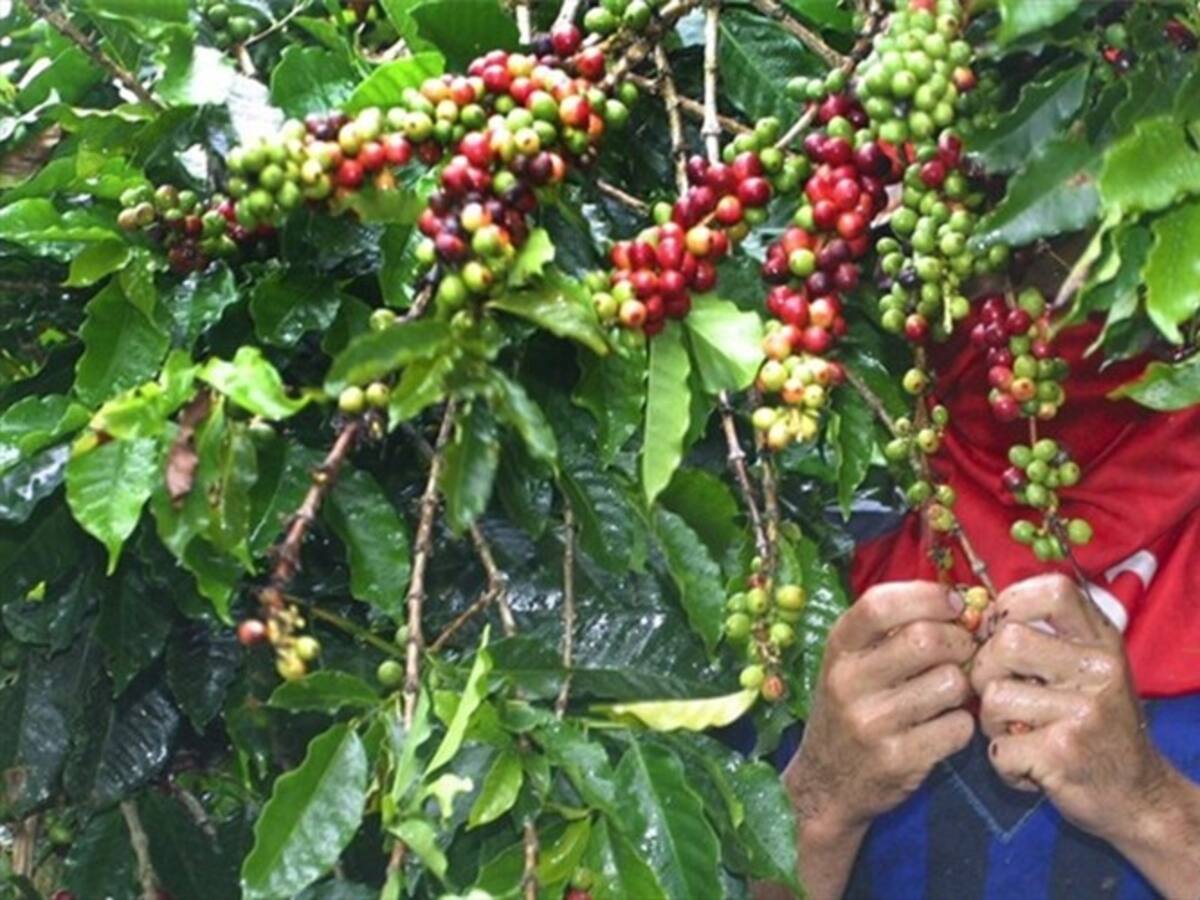 Esta es la producción y venta que prevé cafeteros en Boyacá en segundo semestre