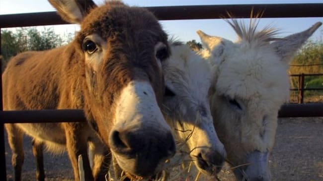 Se estima que hay unos 44 millones de burros en todo el mundo.. Foto: BBC Mundo