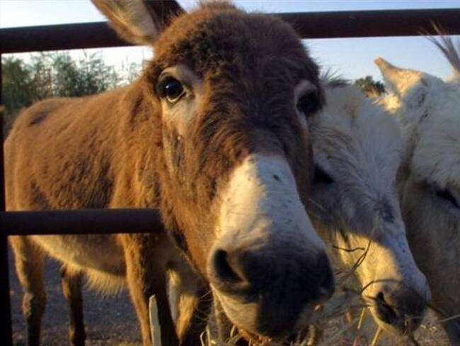 Se estima que hay unos 44 millones de burros en todo el mundo.. Foto: BBC Mundo