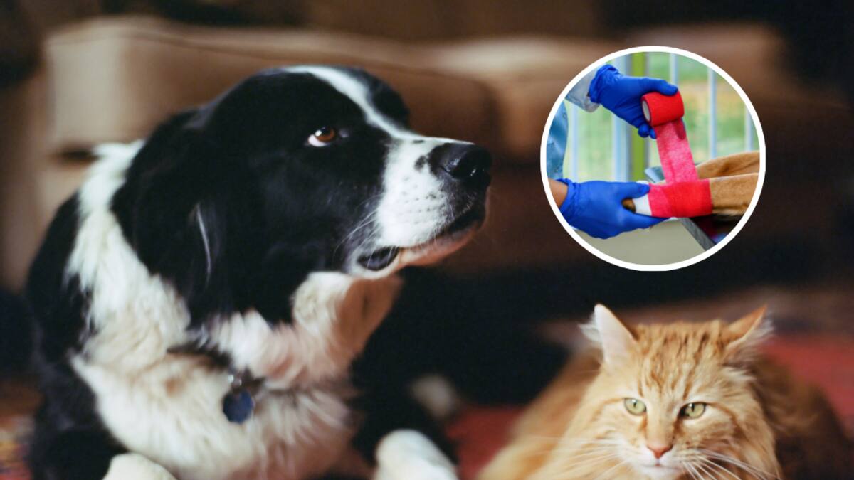 Así puede agendar la cita para esterilizar su mascota gratis en noviembre