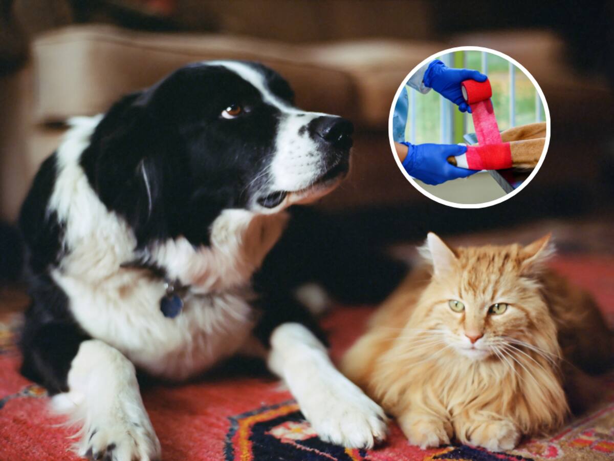 Así puede agendar la cita para esterilizar su mascota gratis en noviembre