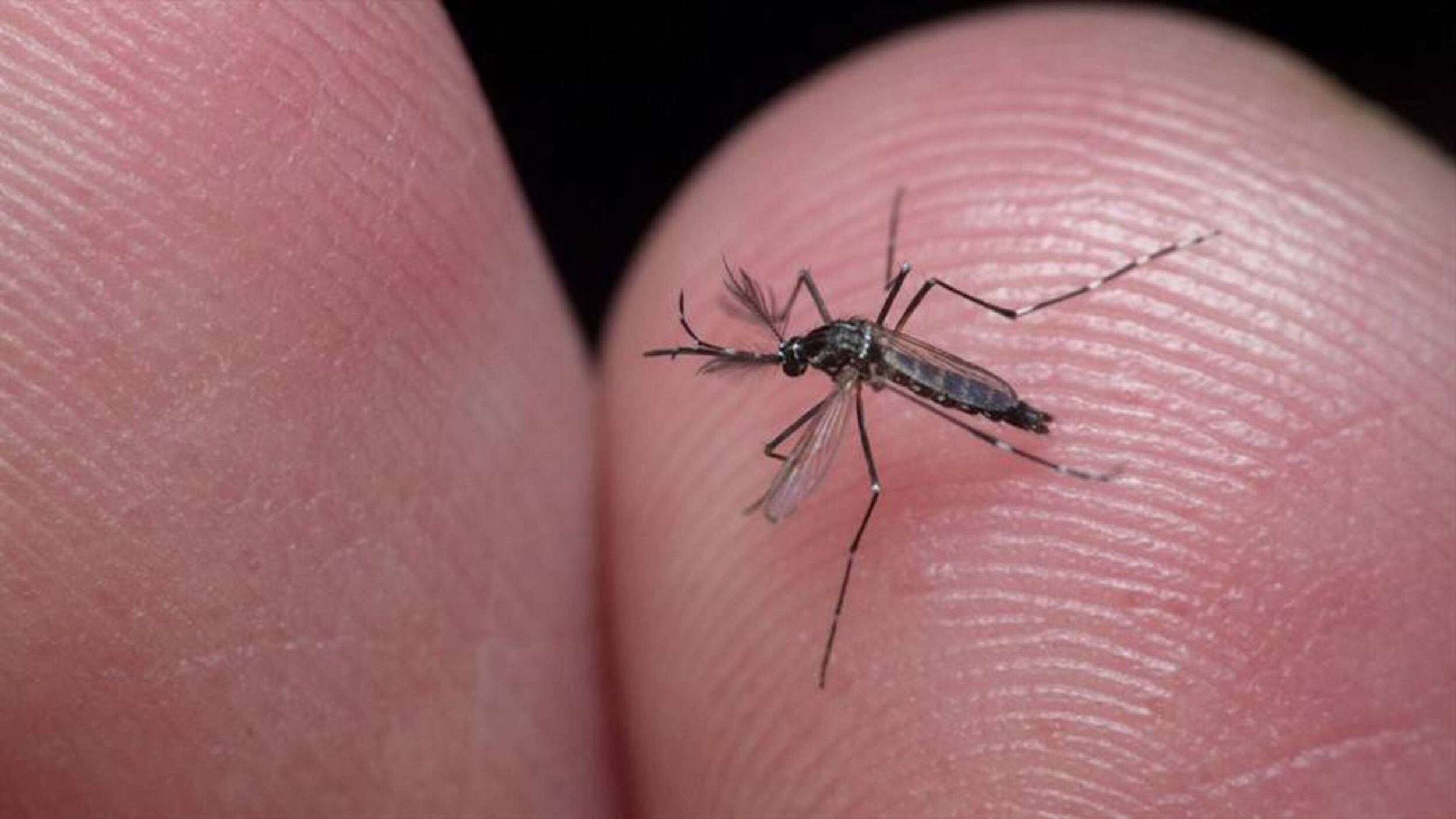La autoridad sanitaria reportó las alarmantes cifras en medio de la temporada de lluvias. Foto: Getty Images(Thot)