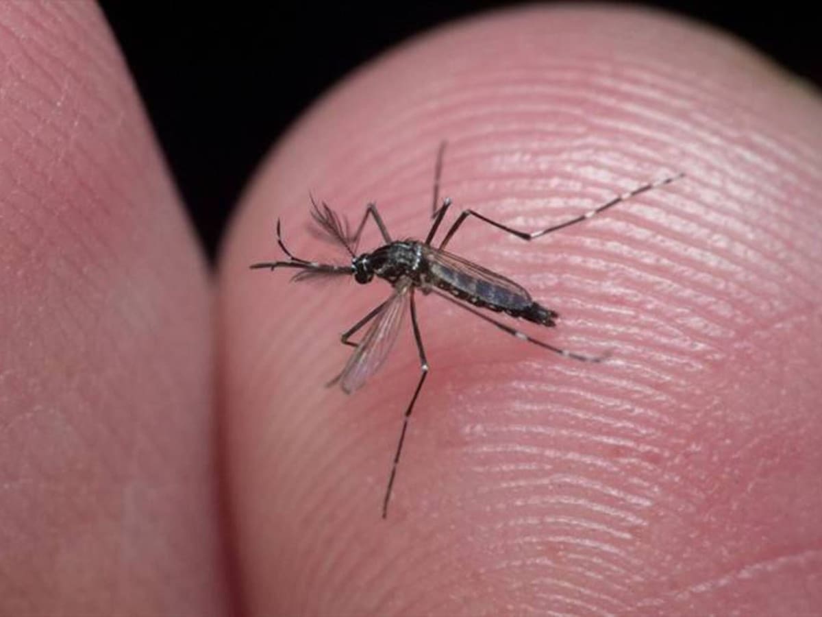 Preocupación por cifras de dengue en el Atlántico