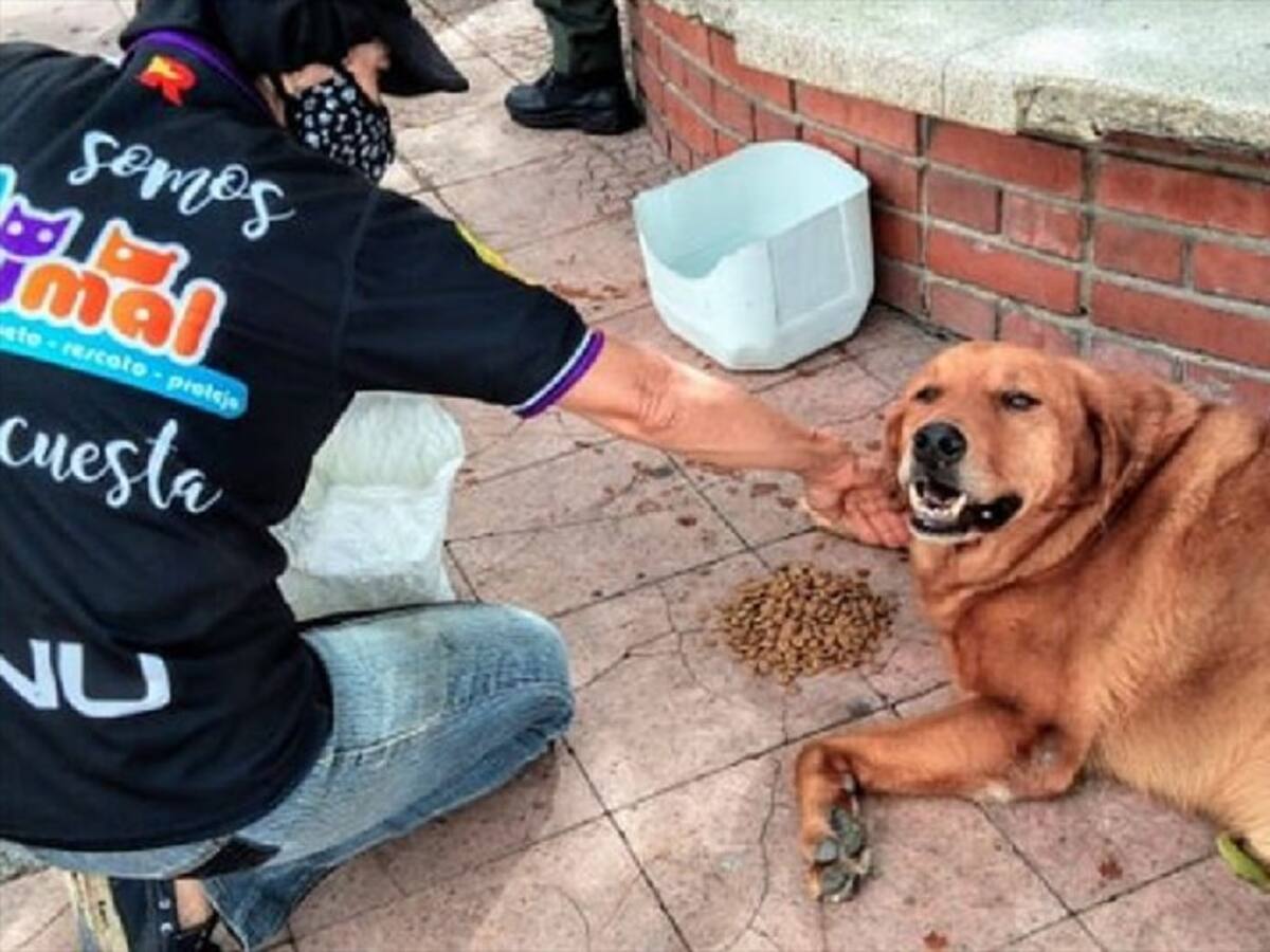 Dejan en libertad a habitante de calle que mató a perro en Piedecuesta