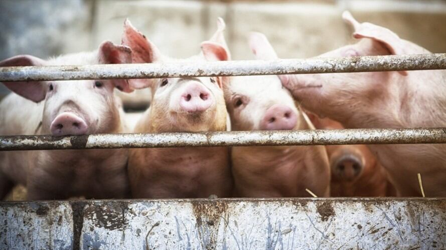 La Asociación Colombiana de Porcicultores ha sido uno de los primeros gremios de la economía en pronunciarse sobre lo que significará para su sector la reforma tributaria. Foto: Getty Images