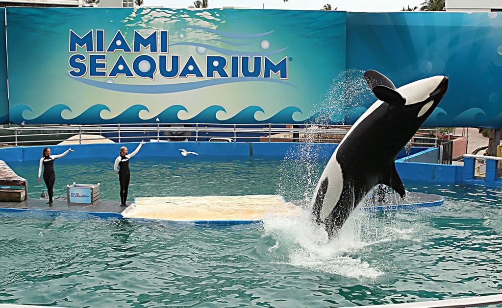 ¿Para dónde se van a llevar a los mamíferos que permanecen en Miami Seaquarium? 