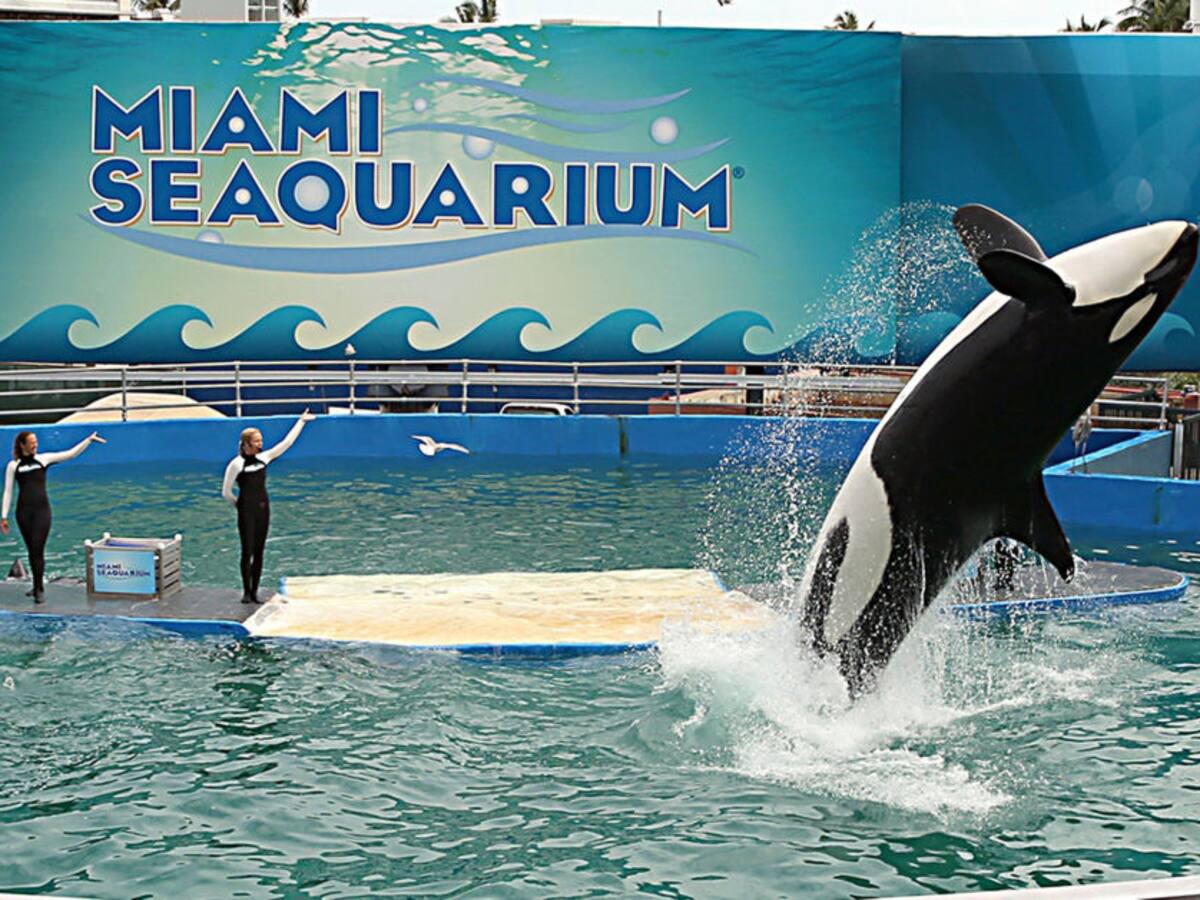 ¿Para dónde se van a llevar a los mamíferos que permanecen en Miami Seaquarium?