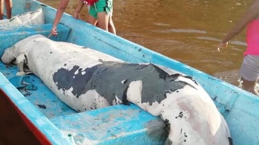 Manatíes Santander . Foto:CAS.