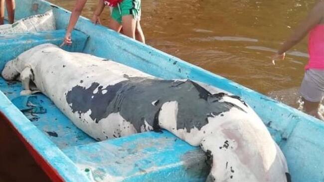 Manatíes Santander . Foto:CAS.