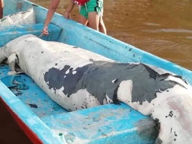 Manatíes Santander . Foto:CAS.