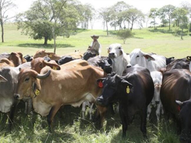 Ganaderos advierten que TLC con Unión Europea los podría quebrar