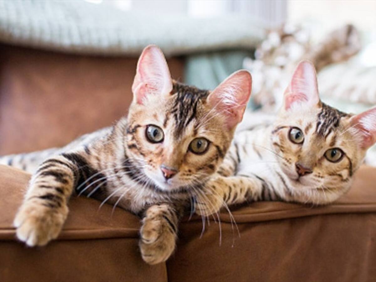 Conozca los requerimientos para cuidar a 55 gatos en una isla griega