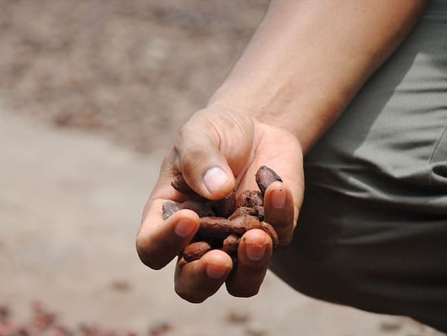 Boyacá le apuesta al cacao como cultivo para el postconflicto. Foto: Colprensa.