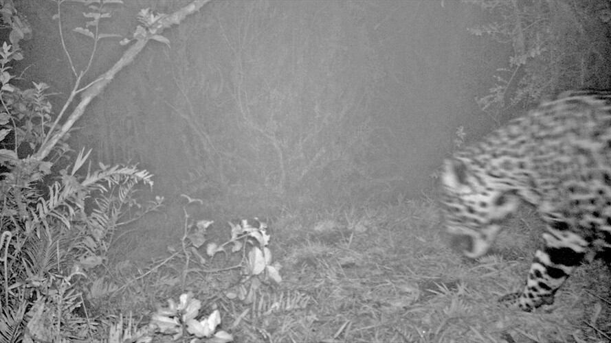 Fue avistado en el Páramo de Mamapacha y Bijagual.. Foto: Corpochivor