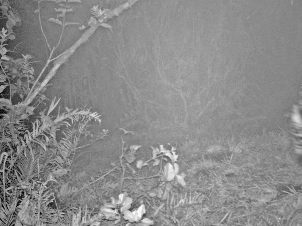 Corpochivor halló primer jaguar en el suroriente de Boyacá